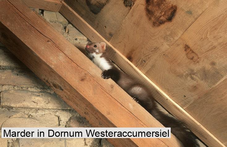 Marder in Dornum Westeraccumersiel